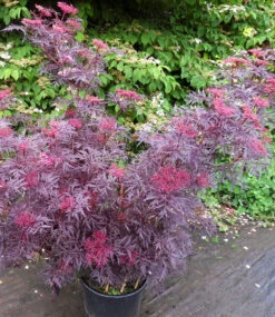 Terrassen-Holunder 'Cherry Lace®' -Gartenpflanzen Geschäft 9012386660382