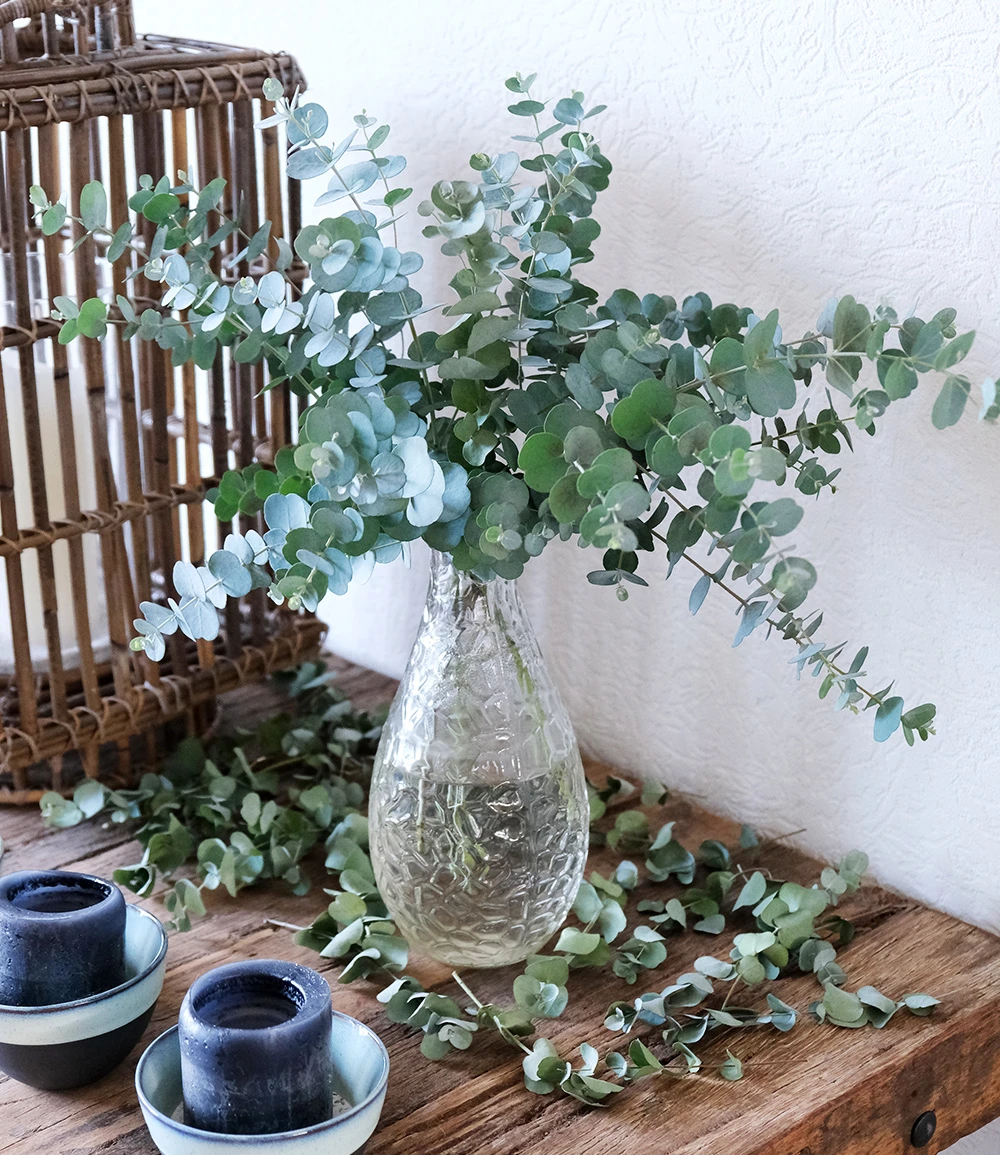 Winterharter Eukalyptus 'Azura®' Im 2-Liter XXL-Topf 5 Winterharter Eukalyptus 'Azura®' Im 2-Liter XXL-Topf – Bild 3