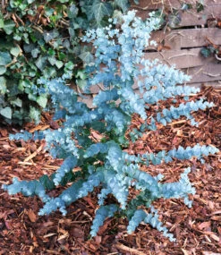 Winterharter Eukalyptus 'Azura®' Im 2-Liter XXL-Topf 12 Winterharter Eukalyptus 'Azura®' Im 2-Liter XXL-Topf -Gartenpflanzen Geschäft 9012457570334