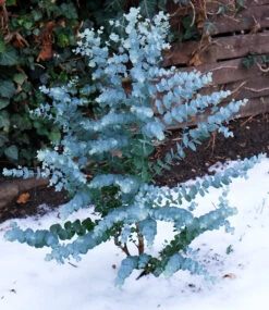 Winterharter Eukalyptus 'Azura®' Im 2-Liter XXL-Topf 13 Winterharter Eukalyptus 'Azura®' Im 2-Liter XXL-Topf -Gartenpflanzen Geschäft 9012457635870