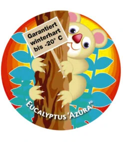 Winterharter Eukalyptus 'Azura®' Im 2-Liter XXL-Topf 14 Winterharter Eukalyptus 'Azura®' Im 2-Liter XXL-Topf -Gartenpflanzen Geschäft 9012457701406