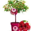 Himbeer-Baum Raspbeary® Himbeere Mit Stamm & Krone -Gartenpflanzen Geschäft 9012462813214