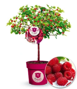 Himbeer-Baum Raspbeary® Himbeere Mit Stamm & Krone