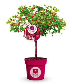 Himbeer-Baum Raspbeary® Himbeere Mit Stamm & Krone -Gartenpflanzen Geschäft 9012462878750
