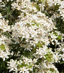 Orangenblume 'White Dazzler®' -Gartenpflanzen Geschäft 9012703526942