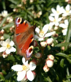 Orangenblume 'White Dazzler®' -Gartenpflanzen Geschäft 9012703592478