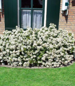 Orangenblume 'White Dazzler®' -Gartenpflanzen Geschäft 9012703658014