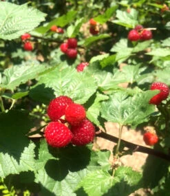 Himbeer-Baum Raspbeary® Himbeere Mit Stamm & Krone -Gartenpflanzen Geschäft 9012703789086