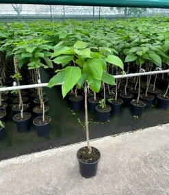 Kugel-Trompetenbaum Auf Stamm -Gartenpflanzen Geschäft 9012803272734