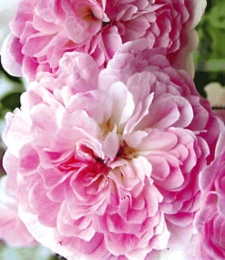 Beeteinfassung, 5 Stück Je B48xH36 Cm