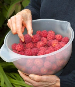 Japanischer Blüten-Hartriegel -Gartenpflanzen Geschäft 9012915372062