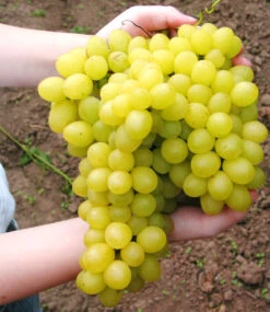 Kernlose Tafeltraube 'Millennium' Im XL-Topf