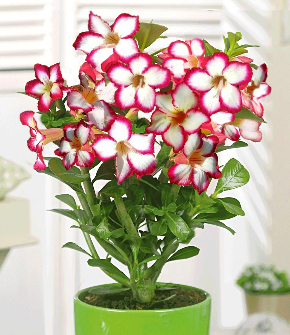 Wüstenrose 'Noble Concubine' 4 Wüstenrose 'Noble Concubine' – Bild 2