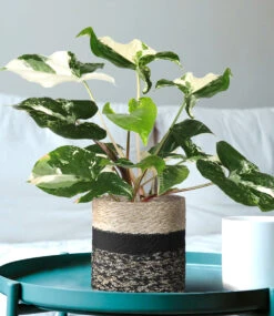 Syngonium Albo Variegata