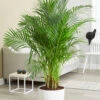 Areca Palme Ca. 120-130 Cm Hoch -Gartenpflanzen Geschäft 9019734196254