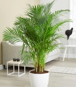 Areca Palme Ca. 120-130 Cm Hoch