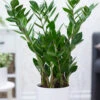 Zamioculcas Ca. 55-65 Cm Hoch -Gartenpflanzen Geschäft 9020120530974