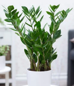 Zamioculcas Ca. 55-65 Cm Hoch