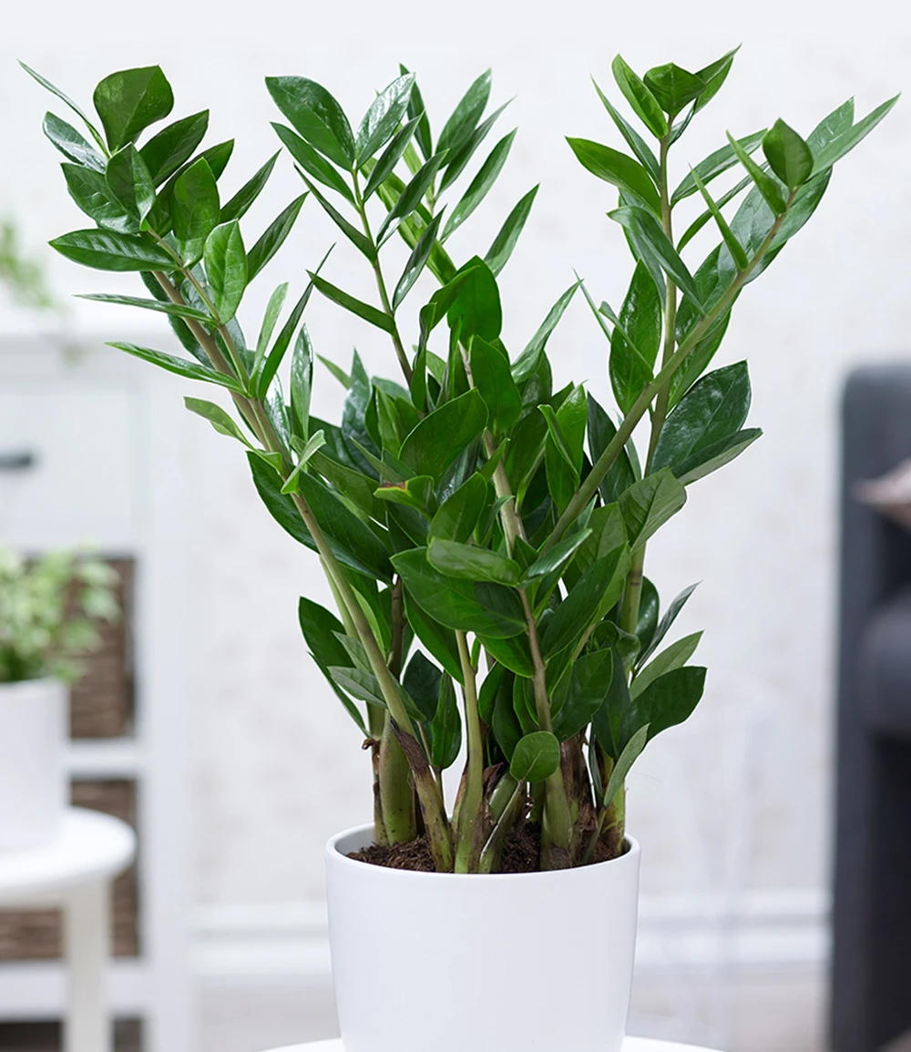 Zamioculcas Ca. 55-65 Cm Hoch 3 Zamioculcas Ca. 55-65 Cm Hoch