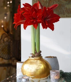 MEGA XXL Wachs-Amaryllis Gold Rote Blüte -Gartenpflanzen Geschäft 9021462937630