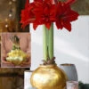 MEGA XXL Wachs-Amaryllis Gold Rote Blüte