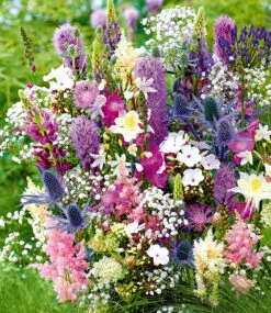 Stauden-Mix 'La Vie En Rose'