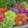 Heuchera-Mix 'Farbenpracht' -Gartenpflanzen Geschäft 9023805128734