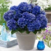 Freiland-Hortensie 'Blue Boogie Woogie®' Im 2-Liter Topf -Gartenpflanzen Geschäft 9023805259806