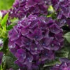 Freiland-Hortensie 'Deep Purple Dance®' Im 2-Liter Topf 2 Freiland-Hortensie 'Deep Purple Dance®' Im 2-Liter Topf -Gartenpflanzen Geschäft 9023805784094