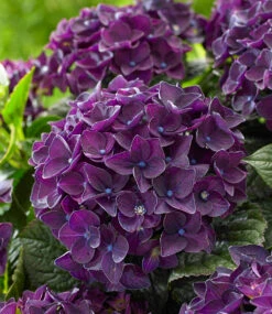 Freiland-Hortensie 'Deep Purple Dance®' Im 2-Liter Topf