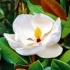 Magnolie 'Grandiflora' -Gartenpflanzen Geschäft 9023819546654