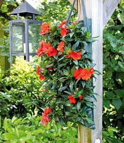 Pflanzbeutel 'Kaskade' & Gießtrichter -Gartenpflanzen Geschäft 9024001638430