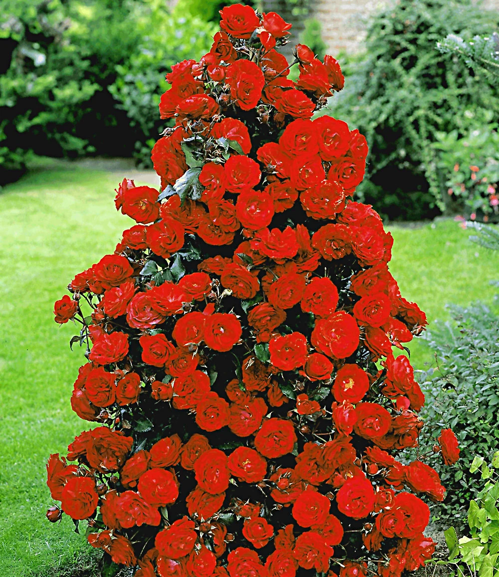 Rote Duft-Strauchrose 3 Rote Duft-Strauchrose