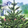 Affenschwanz-Baum -Gartenpflanzen Geschäft 9024003571742