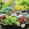 Winterharte Sedum-Mischung -Gartenpflanzen Geschäft 9024007503902