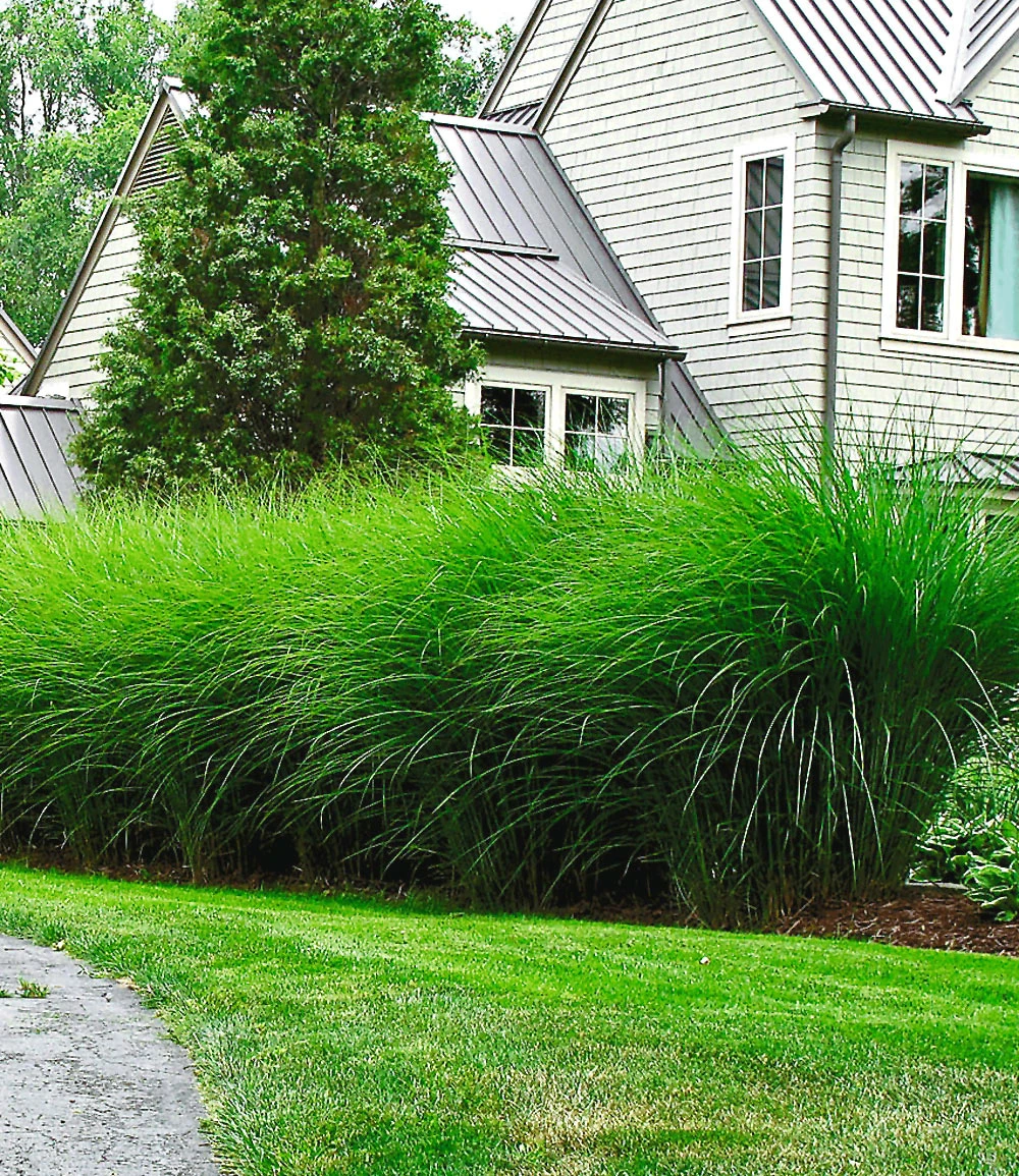 Chinaschilf 'Eulalia' 3 Chinaschilf 'Eulalia'