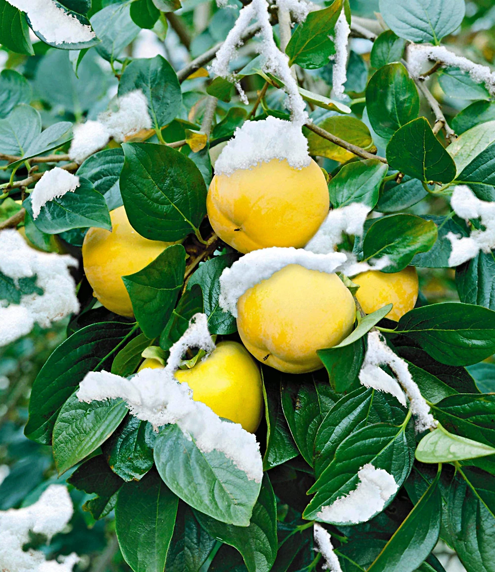 Winterharte Kaki 4 Winterharte Kaki – Bild 2