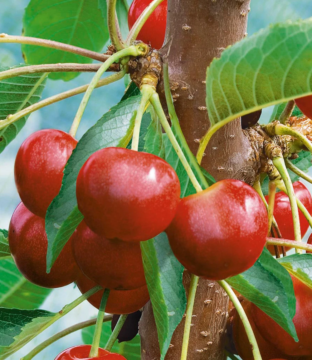 Säulen-Süßkirsche 'Helena®' 4 Säulen-Süßkirsche 'Helena®' – Bild 2