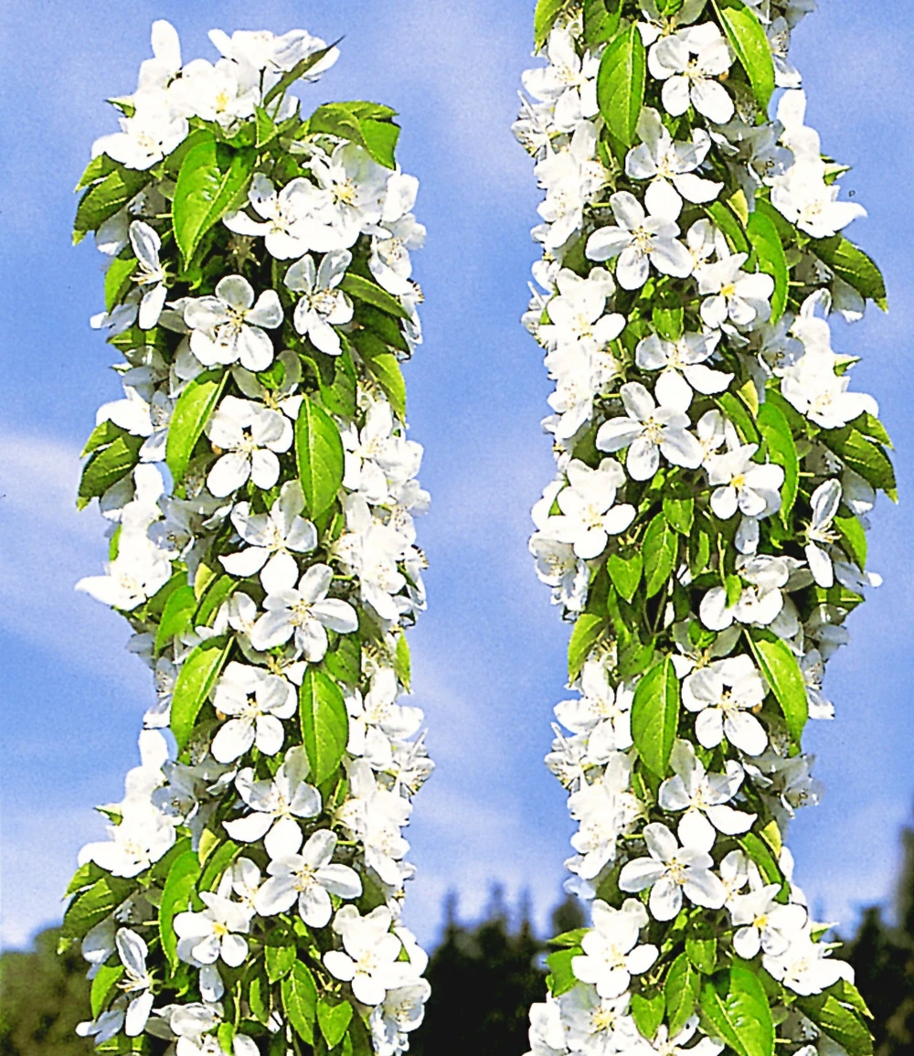 Säulen-Süßkirsche 'Helena®' 5 Säulen-Süßkirsche 'Helena®' – Bild 3