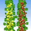 Säulen-Stachelbeeren Kollektion -Gartenpflanzen Geschäft 9024015204382