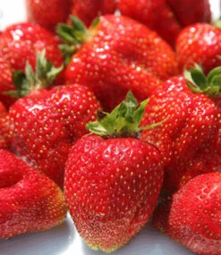 Erdbeere 'Sweet Mary XXL®' -Gartenpflanzen Geschäft 9024016121886