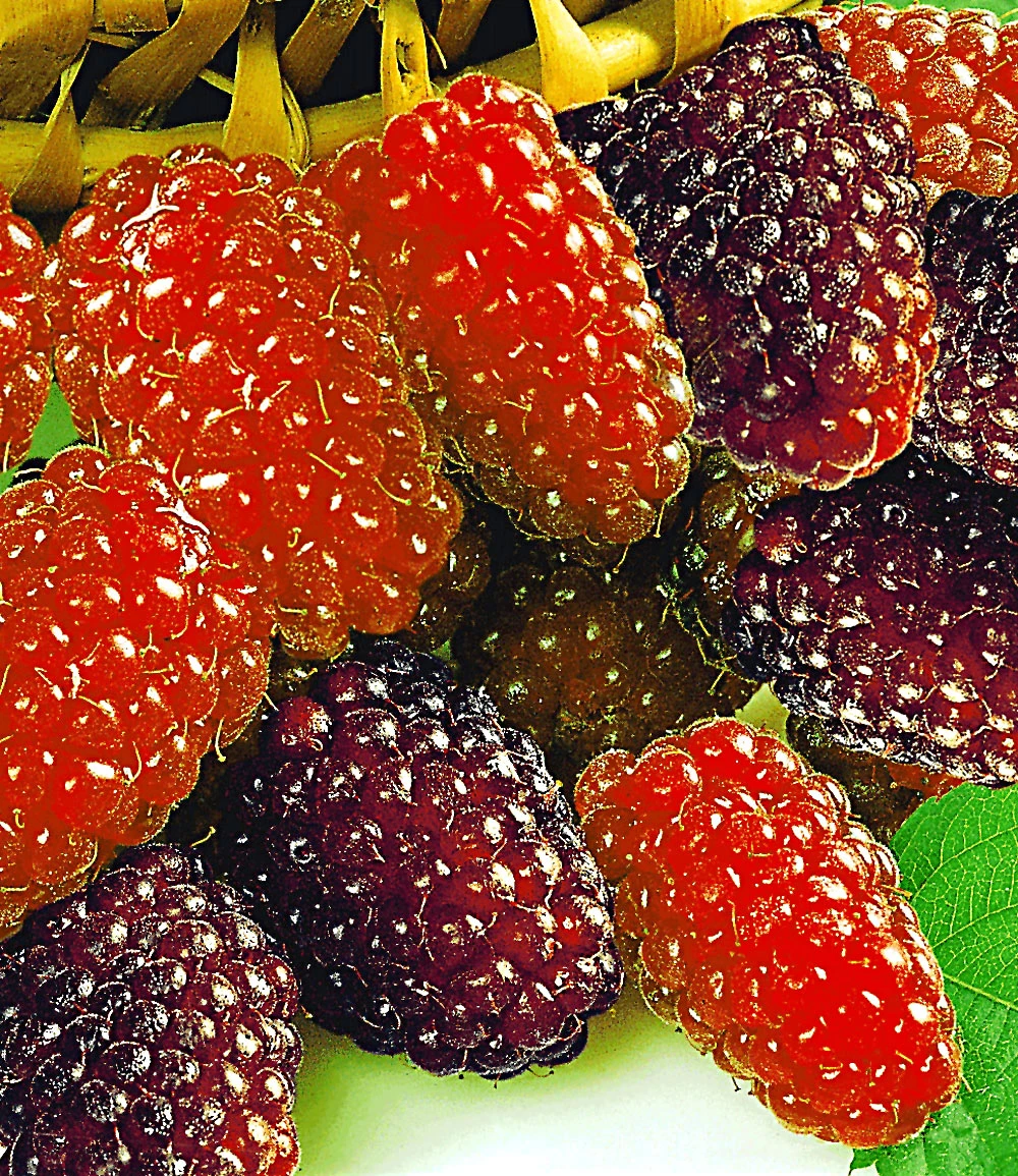 Säulen-Tayberry 'Buckingham' 4 Säulen-Tayberry 'Buckingham' – Bild 2