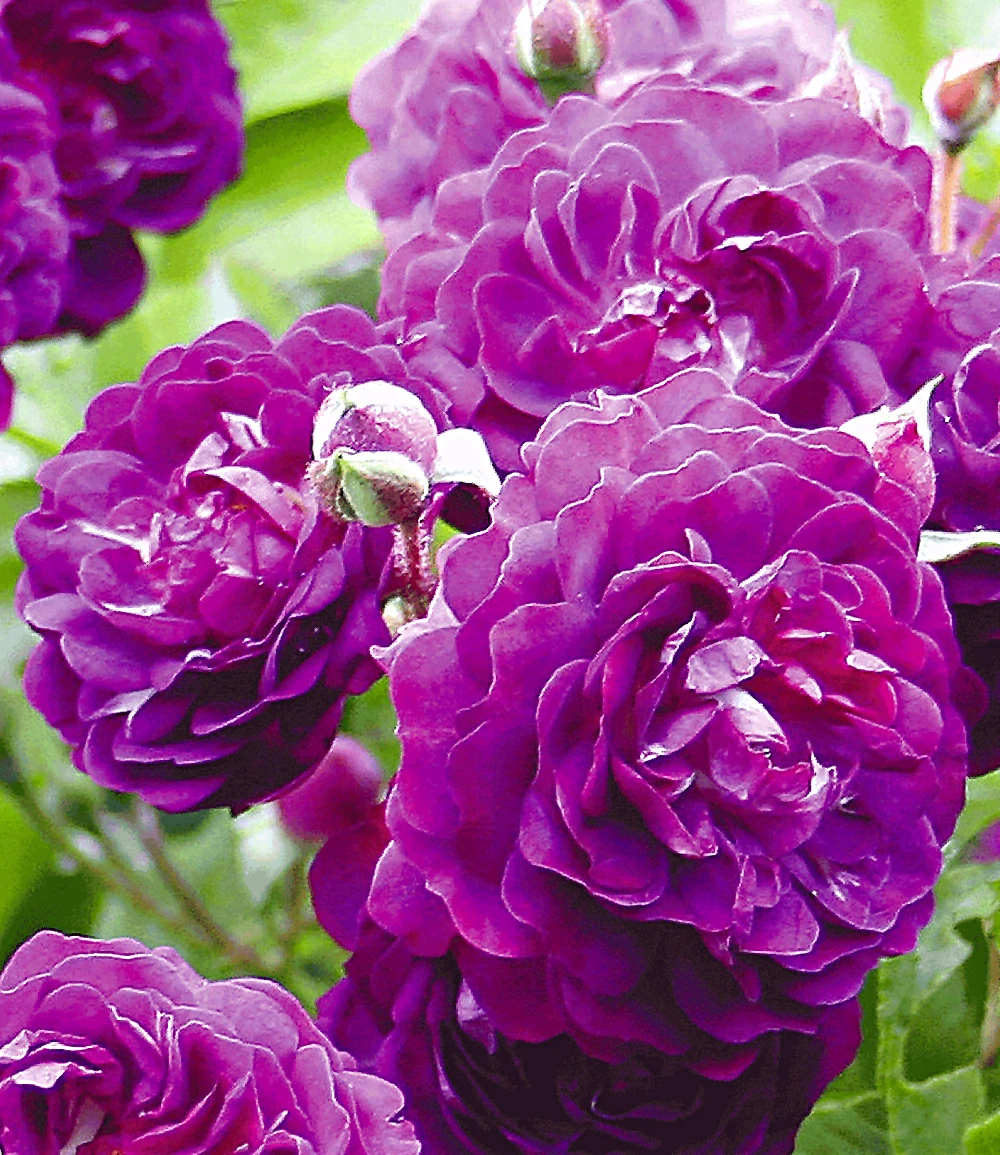 Rambler-Rose 'Bleu Magenta' 4 Rambler-Rose 'Bleu Magenta' – Bild 2