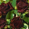Edelrose 'Black Baccara®'