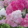 Freiland-Hortensie 'Vanille Fraise®'
