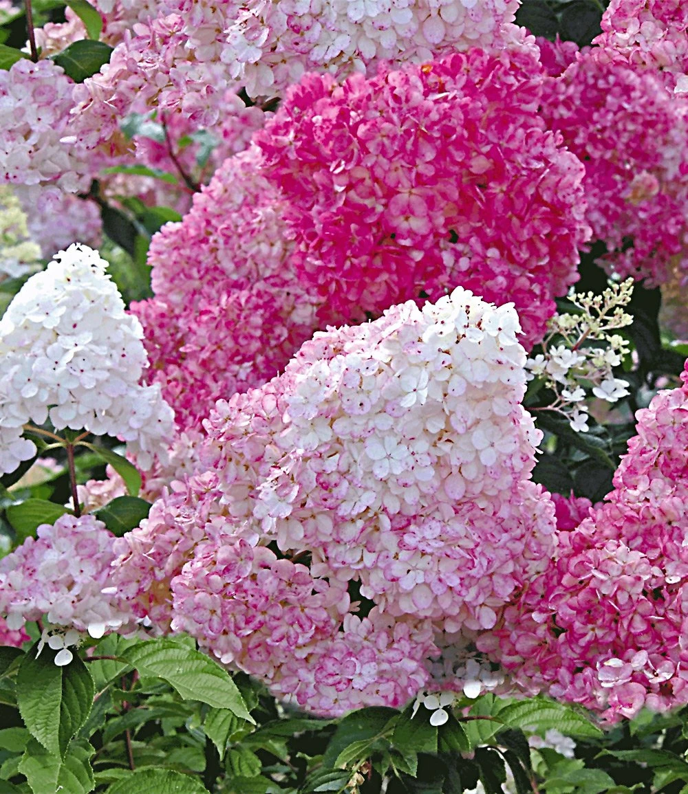 Freiland-Hortensie 'Vanille Fraise®' 3 Freiland-Hortensie 'Vanille Fraise®'