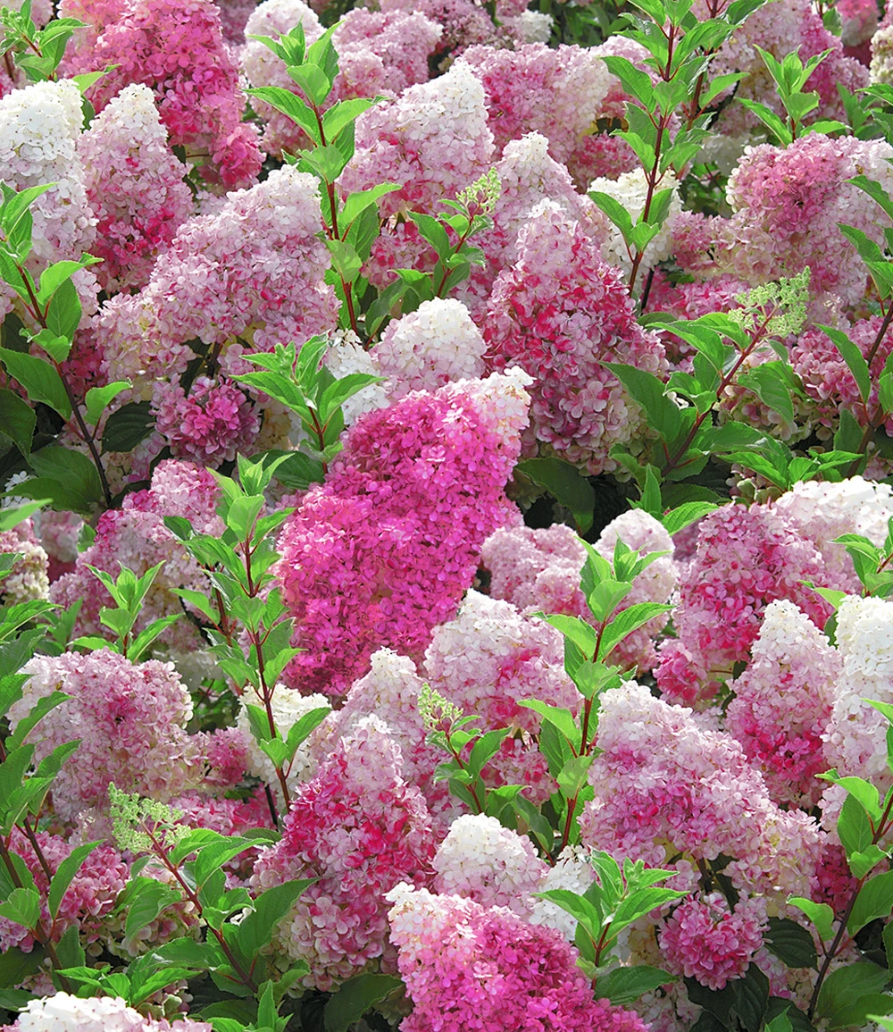 Freiland-Hortensie 'Vanille Fraise®' 4 Freiland-Hortensie 'Vanille Fraise®' – Bild 2