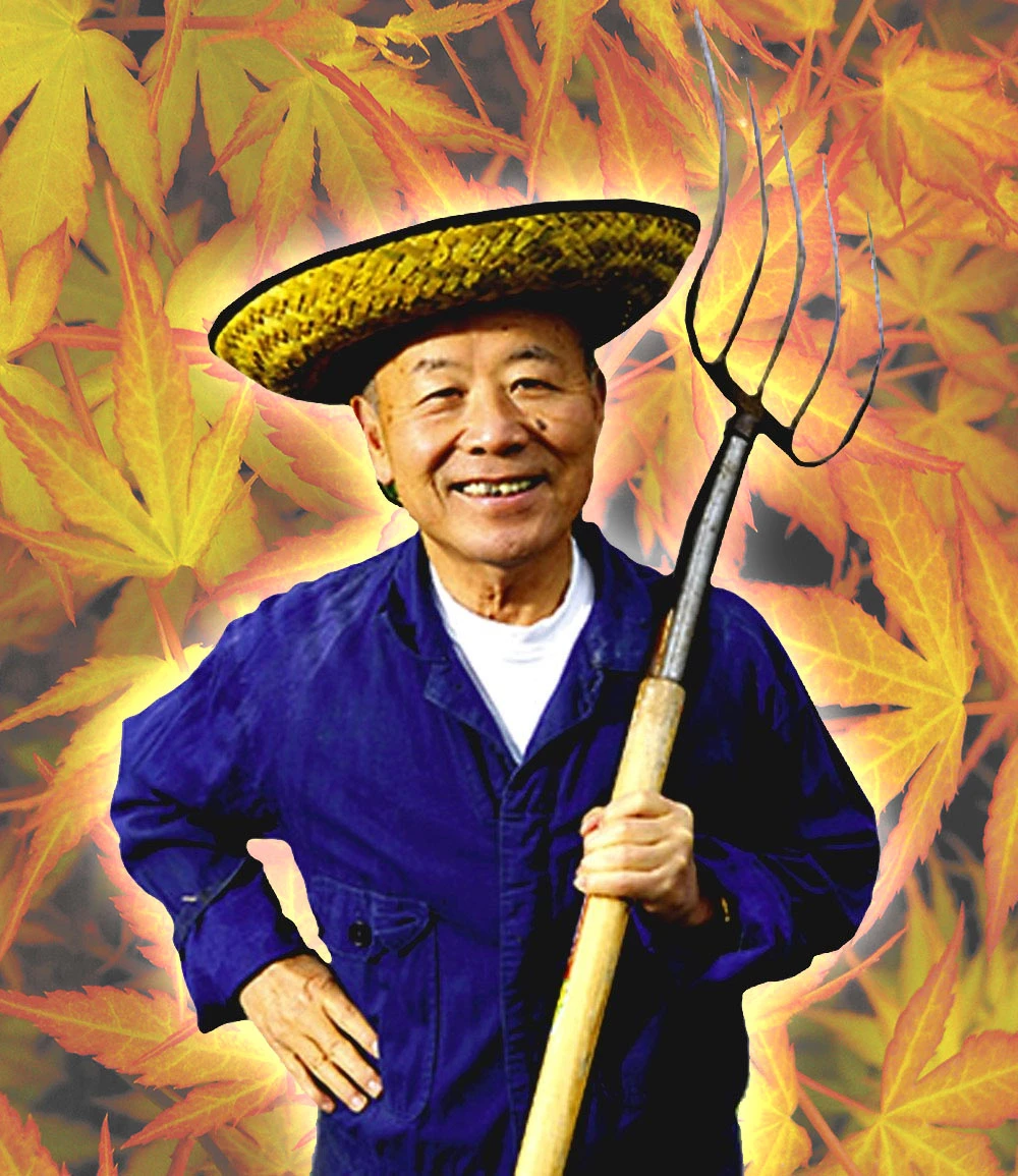 Japanischer Ahorn 'Katsura' 5 Japanischer Ahorn 'Katsura' – Bild 3