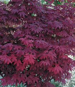 Japanischer Ahorn 'Burgund' -Gartenpflanzen Geschäft 9024019988510