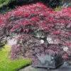 Japanischer Ahorn 'Burgund' -Gartenpflanzen Geschäft 9024020512798